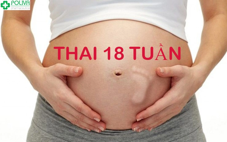 Sự phát triển của thai nhi 18 tuần