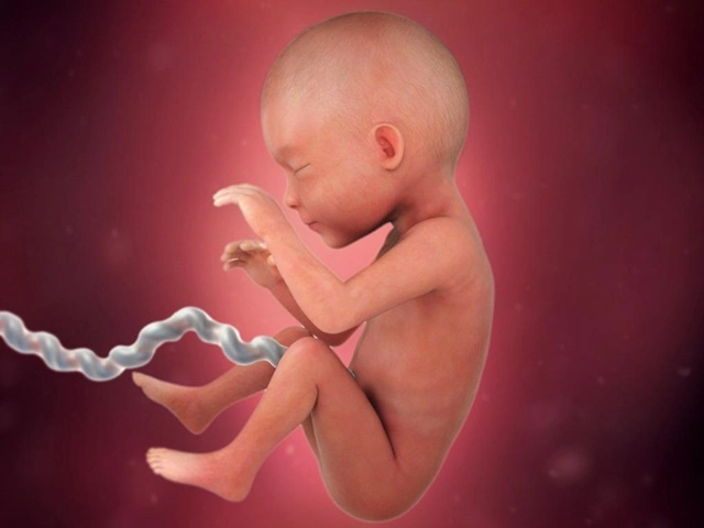 Sự phát triển của thai nhi 28 tuần
