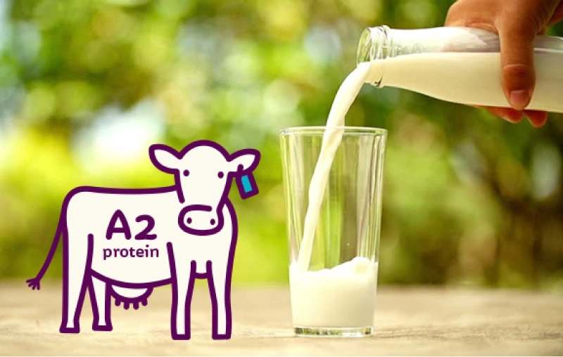 Sữa A2 có tốt không? Sữa A2 cho bé mấy tuổi uống?