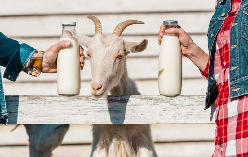4 công dụng của sữa dê cho bé ba mẹ nên biết