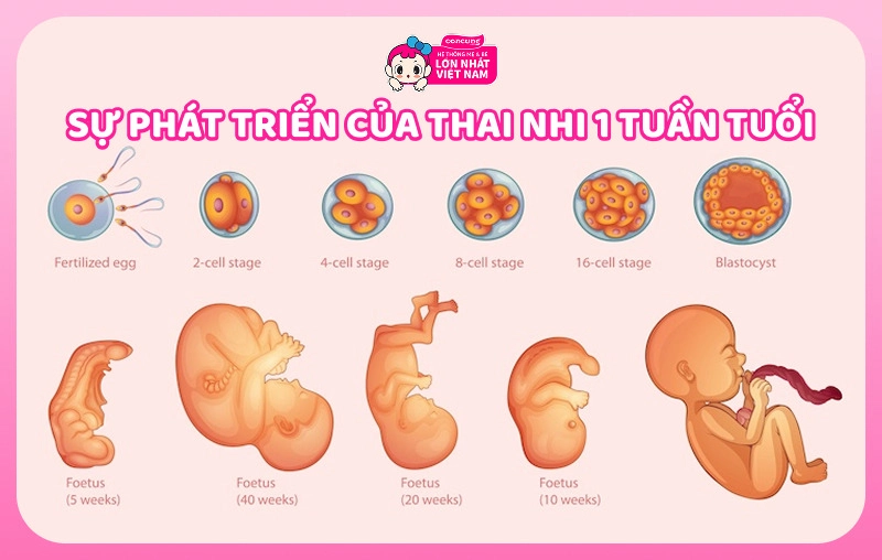 Sự phát triển của thai nhi tuần 1 và những điều mẹ cần biết
