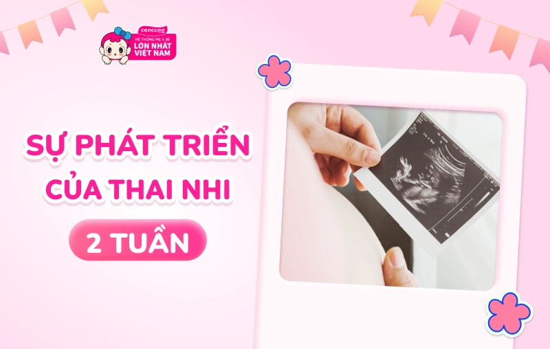 Sự phát triển của thai nhi 2 tuần tuổi