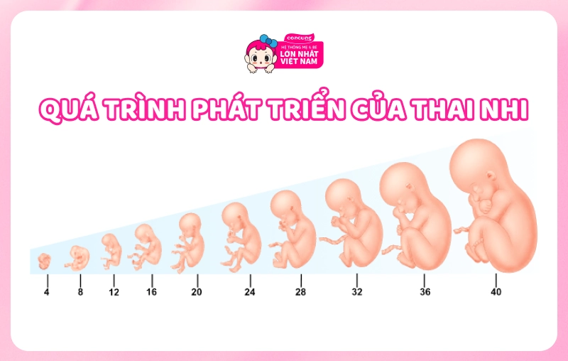 Quá trình phát triển của thai nhi - Sư phát triển theo từng tuần