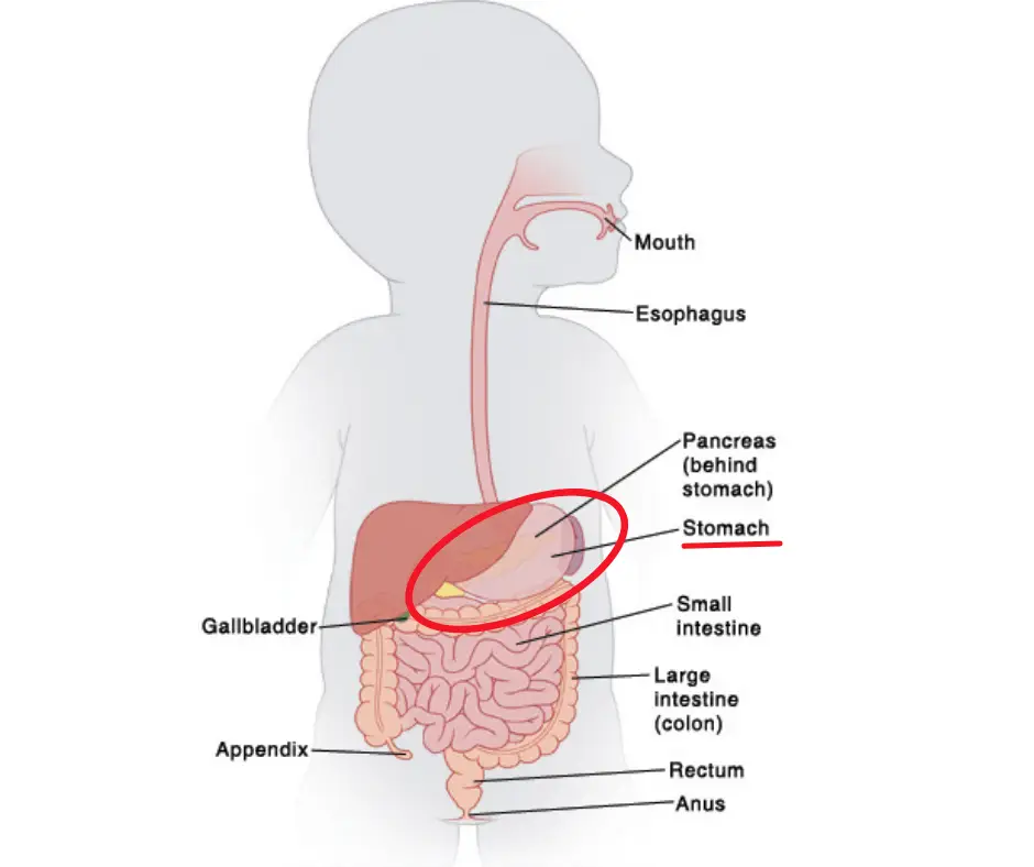 Dạ dày trẻ sơ sinh.