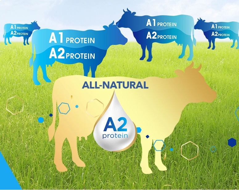 3. Sự khác biệt giữa Protein A2 và các loại protein khác