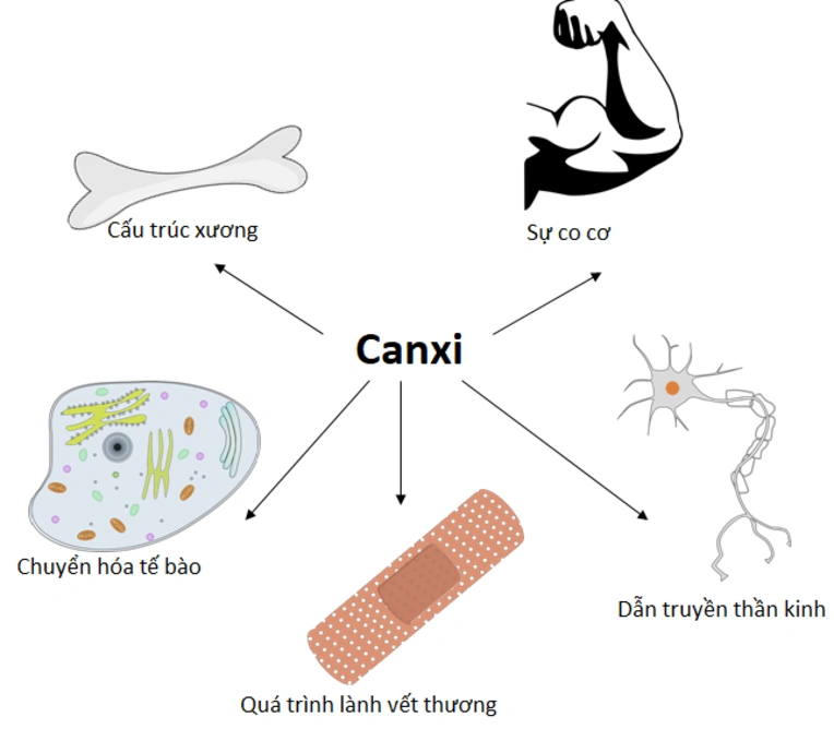 thực phẩm giàu canxi