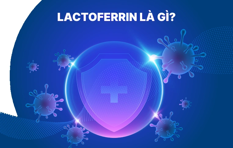 Lactoferrin là gì