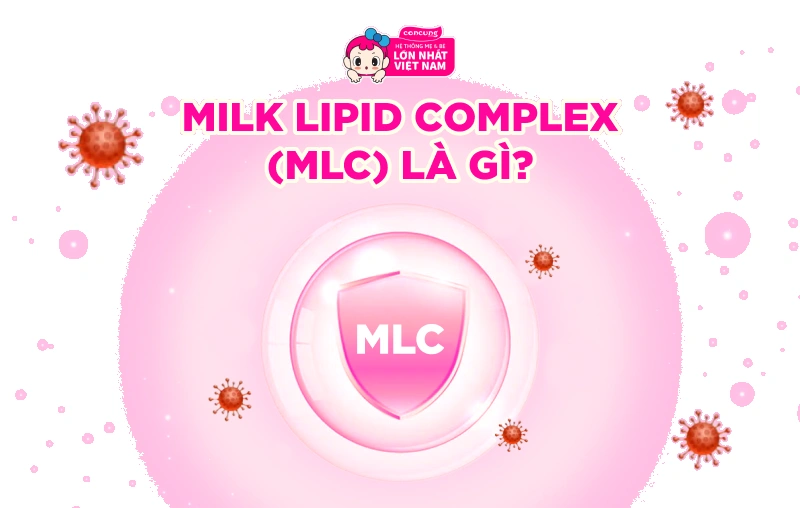 MLC l&agrave; g&igrave;