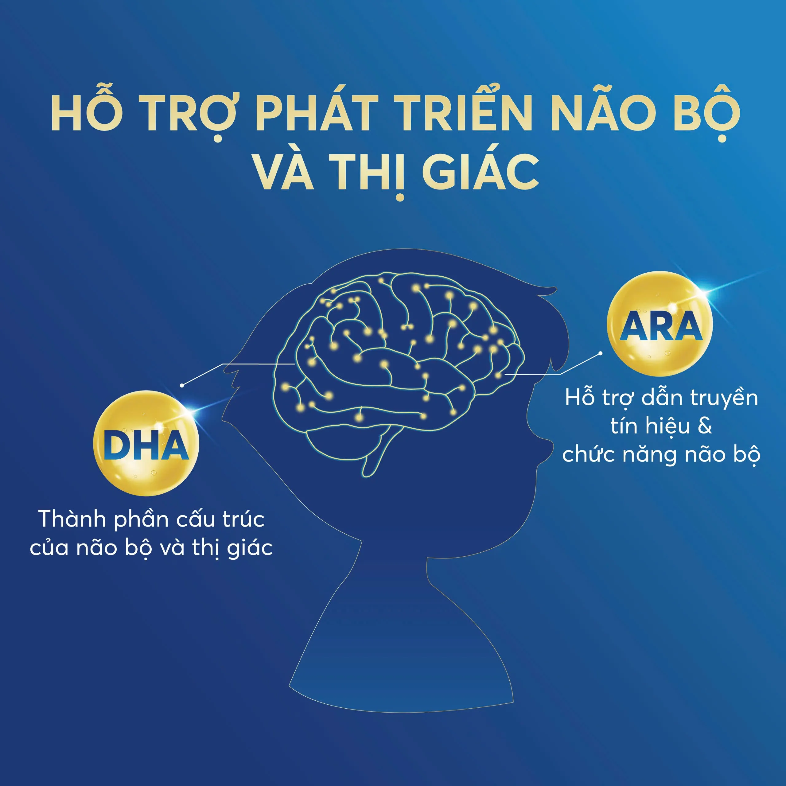 Các loại sữa Alphagen chứa hàm lượng ARA cân bằng với DHA